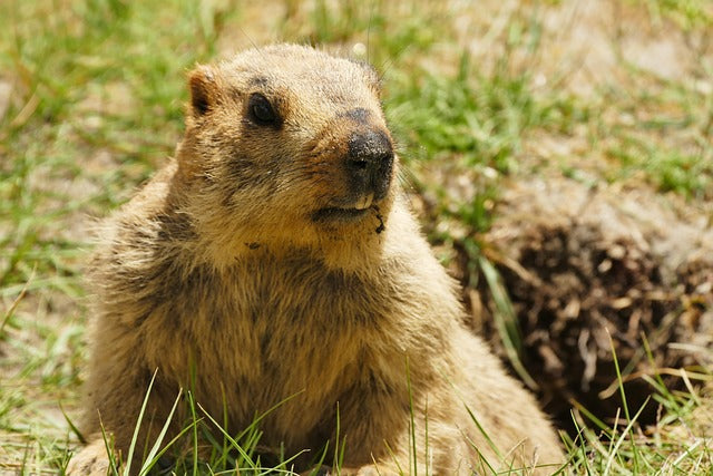 Breaking the Groundhog Day Loop in Call Centers: Ending the Cycle of Repetitive Issues